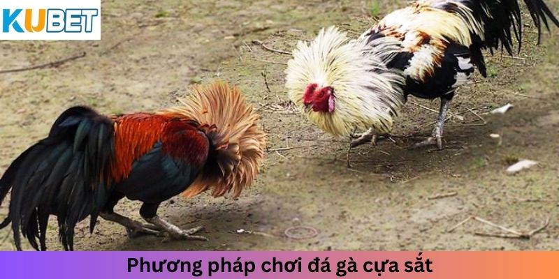 Phương pháp chơi đá gà cựa sắt